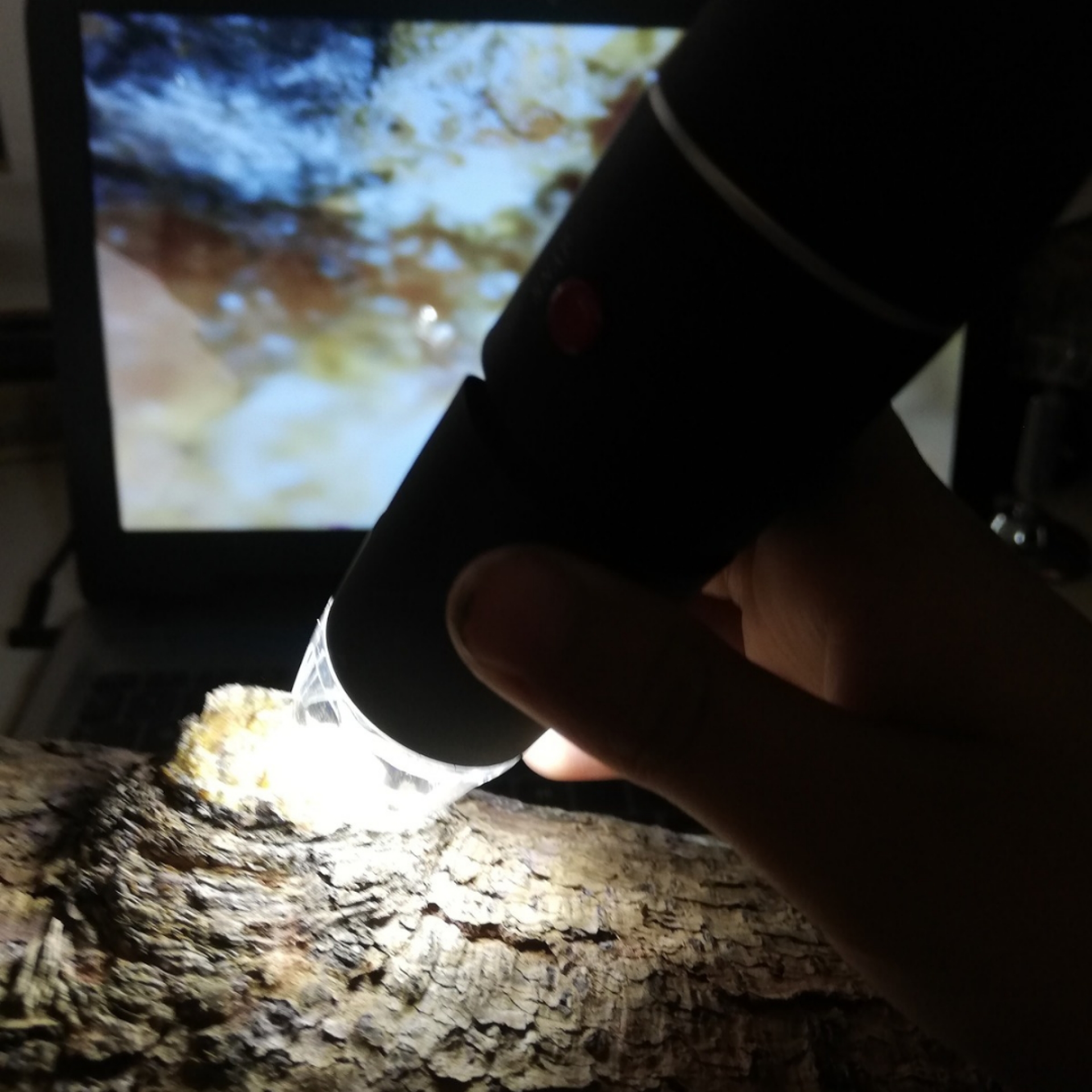 LO CHIEDEREMO AGLI ALBERI LO CHIEDEREMO AGLI ALBERI